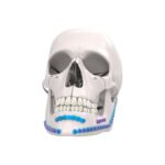Mandibula Fiksasyon Sistemi